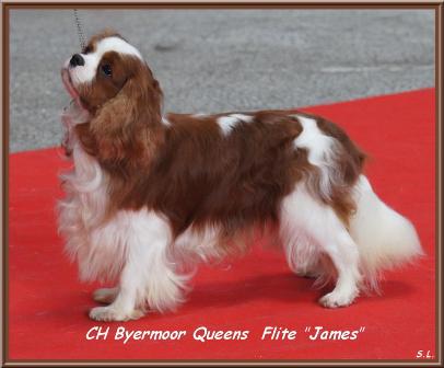 CH. byermoor Queens flite